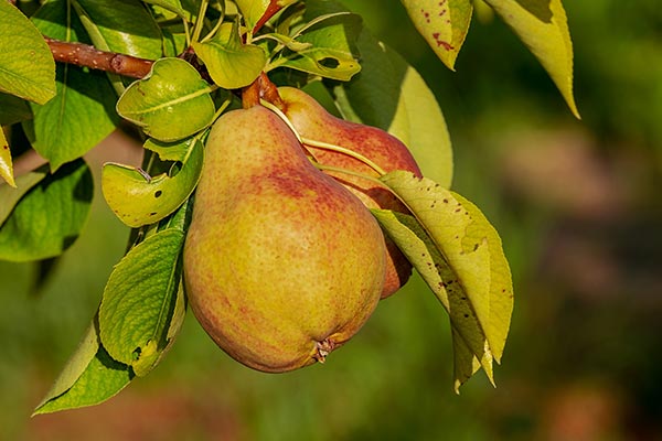 Cider Fruité par Cidre Mauret, le cidre français et naturel