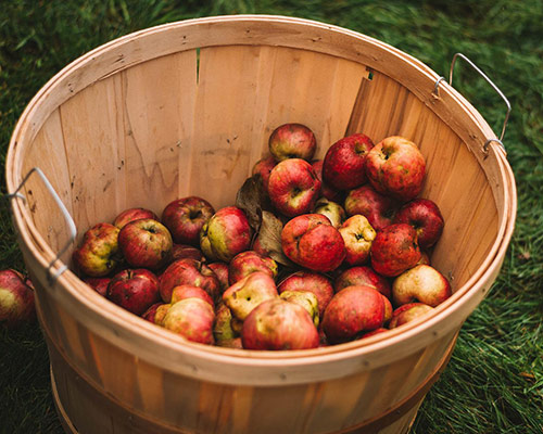 Cider Rafraîchissant par Cidre Mauret, le cidre français et naturel