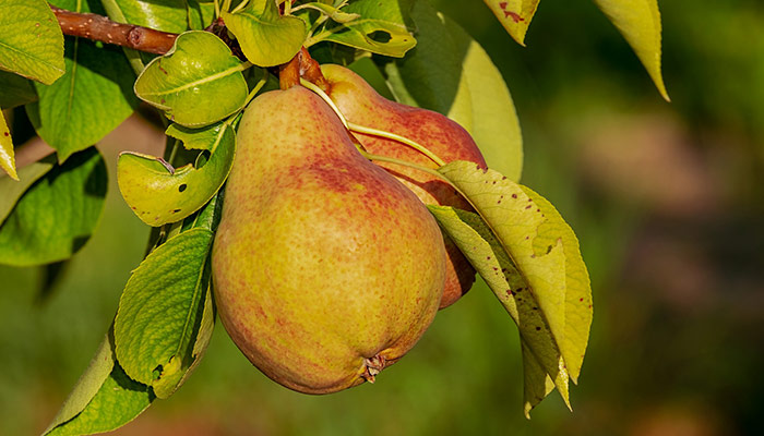 Cider Rafraîchissant par Cidre Mauret, le cidre français et naturel