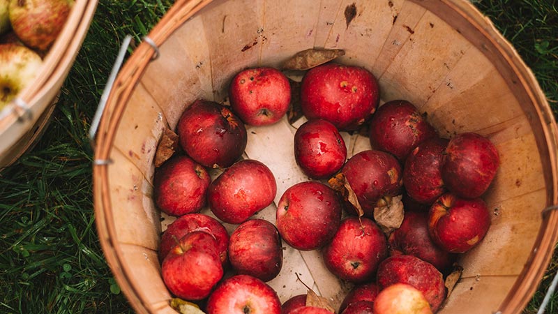 Cider Robuste par Cidre Mauret, le cidre français et naturel